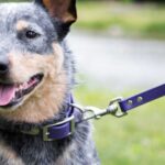 Stylish And Functional Dog Collars And Leashes Stylish And Functional Dog Collars And Leashes