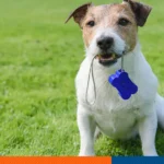 The Benefits of Clicker Training for Dogs
