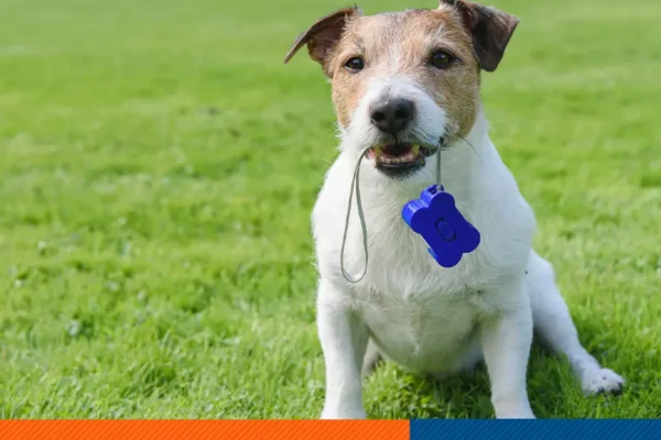 The Benefits of Clicker Training for Dogs