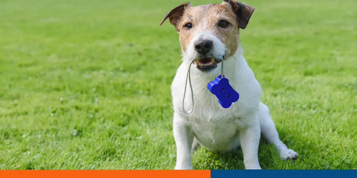 The Benefits of Clicker Training for Dogs
