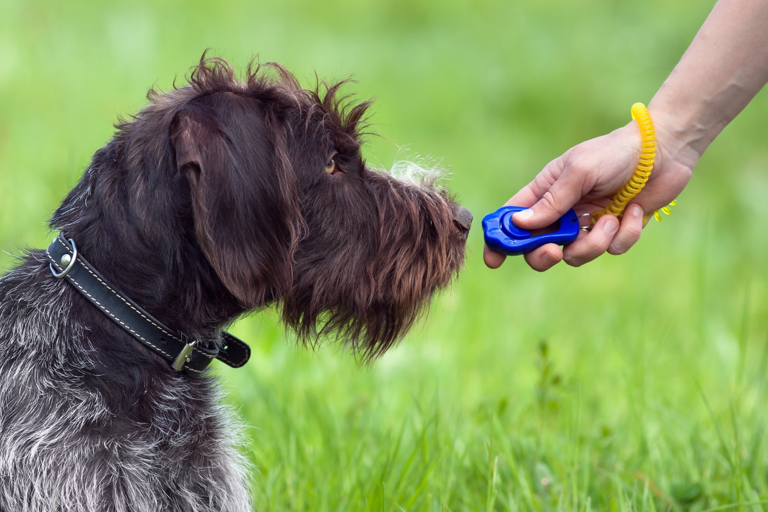 The Benefits of Clicker Training for Dogs