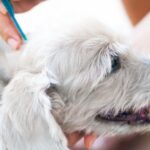 The Best Flea and Tick Prevention Products for Dogs