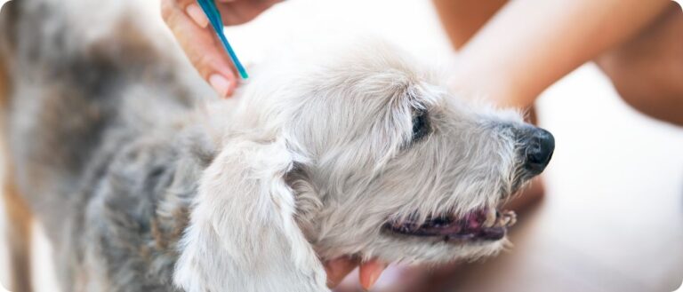 The Best Flea and Tick Prevention Products for Dogs