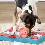 The Best Interactive Toys to Keep Your Dog Entertained