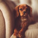 The Best Small Dog Breeds for Limited Space