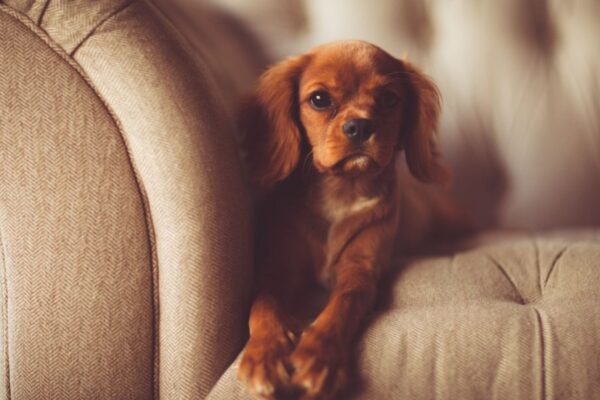 The Best Small Dog Breeds for Limited Space