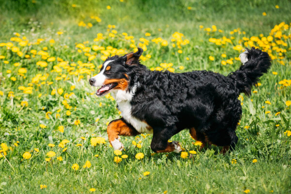 The Best Supplements for a Healthy and Active Dog.