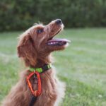 The Best Tools for Dog Training