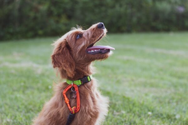 The Best Tools for Dog Training