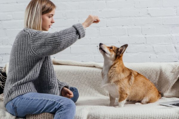 The Importance of Consistency in Dog Training