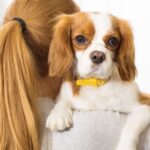 The Most Affectionate Dog Breeds That Love Cuddles The Most Affectionate Dog Breeds That Love Cuddles