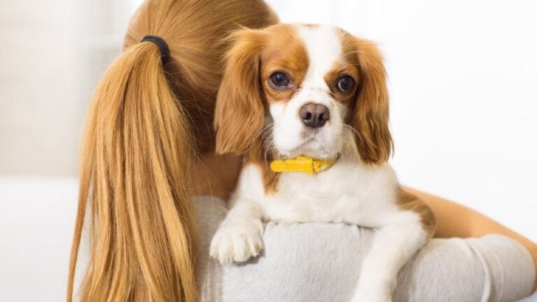 The Most Affectionate Dog Breeds That Love Cuddles