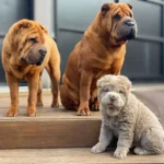 Health Problems in Dogs and How to Prevent Them