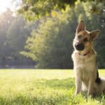 The Most Intelligent Dog Breeds
