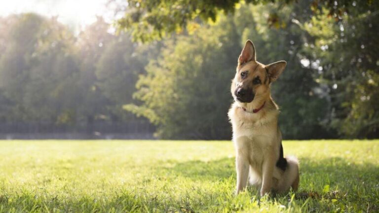 The Most Intelligent Dog Breeds