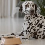 The Pros and Cons of High-Protein Dog Food