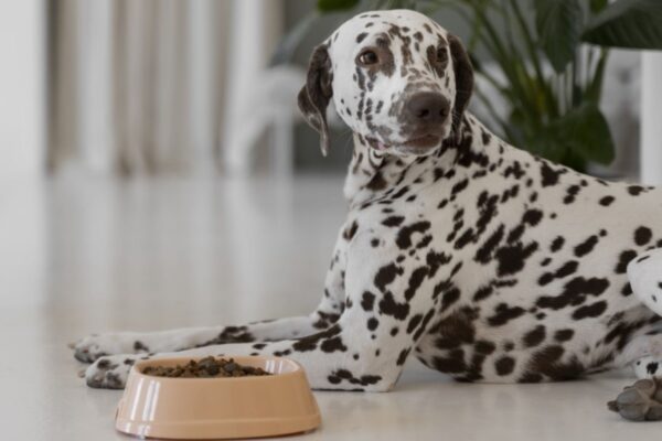 The Pros and Cons of High-Protein Dog Food