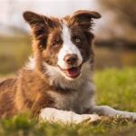 The Smartest Dog Breeds and What Makes Them Special
