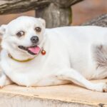 The Truth About Dog Food Preservatives