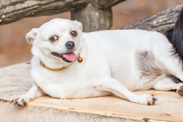 The Truth About Dog Food Preservatives