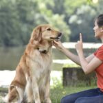 Tips for Training Older Dogs