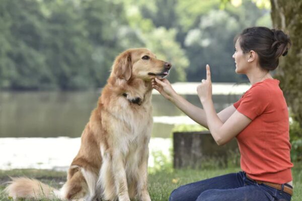 Tips for Training Older Dogs