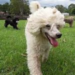 Top 10 Family-Friendly Dog Breeds Top 10 Family-Friendly Dog Breeds