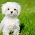 Top 10 Popular Dog Breeds in 2025 Top 10 Popular Dog Breeds in 2025