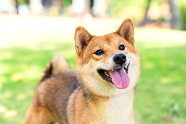 Top 5 Low-Shedding Dog Breeds for Clean Homes