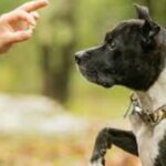 Top Dog Training Techniques Used By Professionals