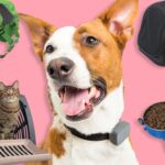 Top Travel Accessories For Dogs On The Go
