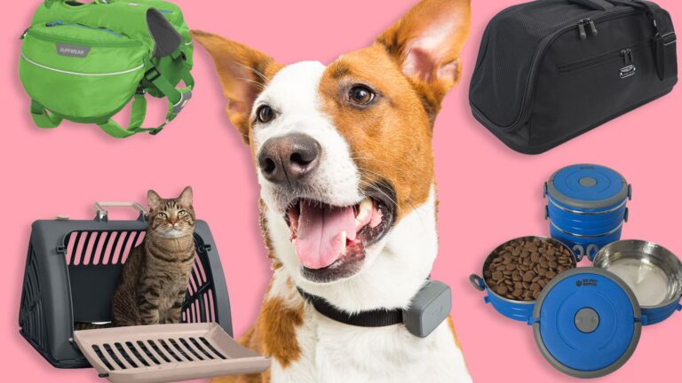 Top Travel Accessories For Dogs On The Go