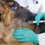 Understanding Dog Vaccinations And Why They Matter Understanding Dog Vaccinations And Why They Matter
