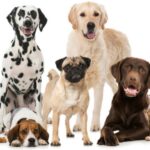 Understanding the Temperament of Different Dog Breeds
