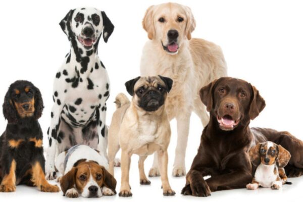 Understanding the Temperament of Different Dog Breeds