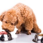 Wet Dog Food Vs Dry Dog Food