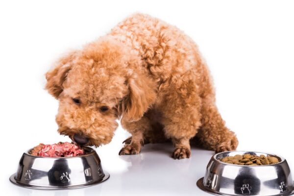 Wet Dog Food Vs Dry Dog Food Wet Dog Food Vs Dry Dog Food