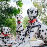 Which Dog Breed Is Best for Active Lifestyles? Which Dog Breed Is Best for Active Lifestyles?