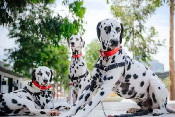 Which Dog Breed Is Best for Active Lifestyles?