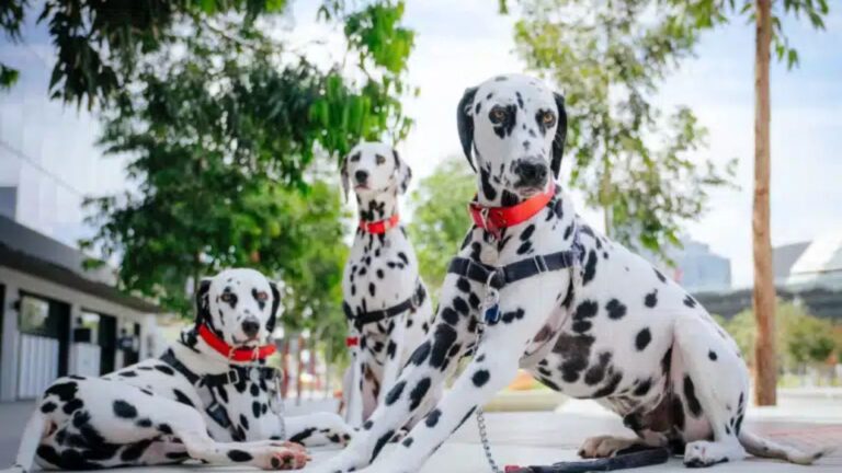 Which Dog Breed Is Best for Active Lifestyles?