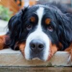 Working Dogs: Breeds That Help Us Every Day