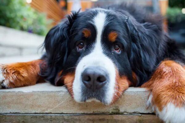 Working Dogs: Breeds That Help Us Every Day