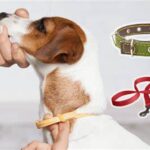 How to Choose the Right Dog Collar and Leash for Your Pet How to Choose the Right Dog Collar and Leash for Your Pet