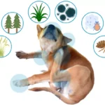 How to Handle Seasonal Allergies in Dogs How to Handle Seasonal Allergies in Dogs
