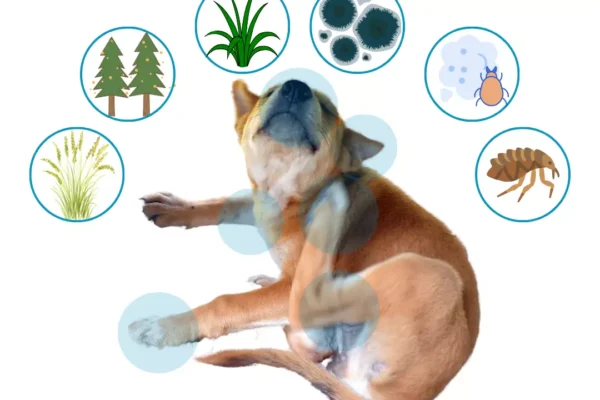 How to Handle Seasonal Allergies in Dogs How to Handle Seasonal Allergies in Dogs