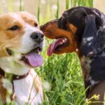 The Importance of Socializing Your Dog at an Early Age
