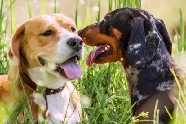 The Importance of Socializing Your Dog at an Early Age