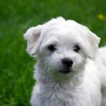 Hypoallergenic Dog Breeds You Should Know About