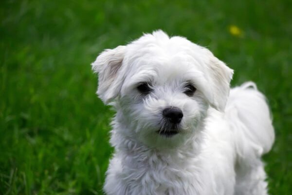 Hypoallergenic Dog Breeds You Should Know About