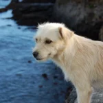 How to Keep Your Dog’s Coat Shiny and Healthy